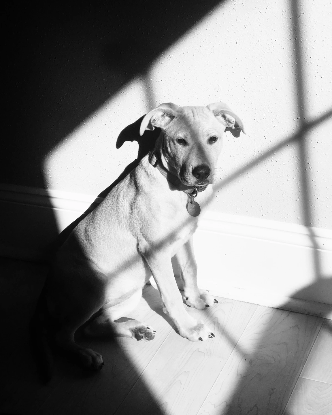 窓の光のパッチに座っている犬、白黒で編集