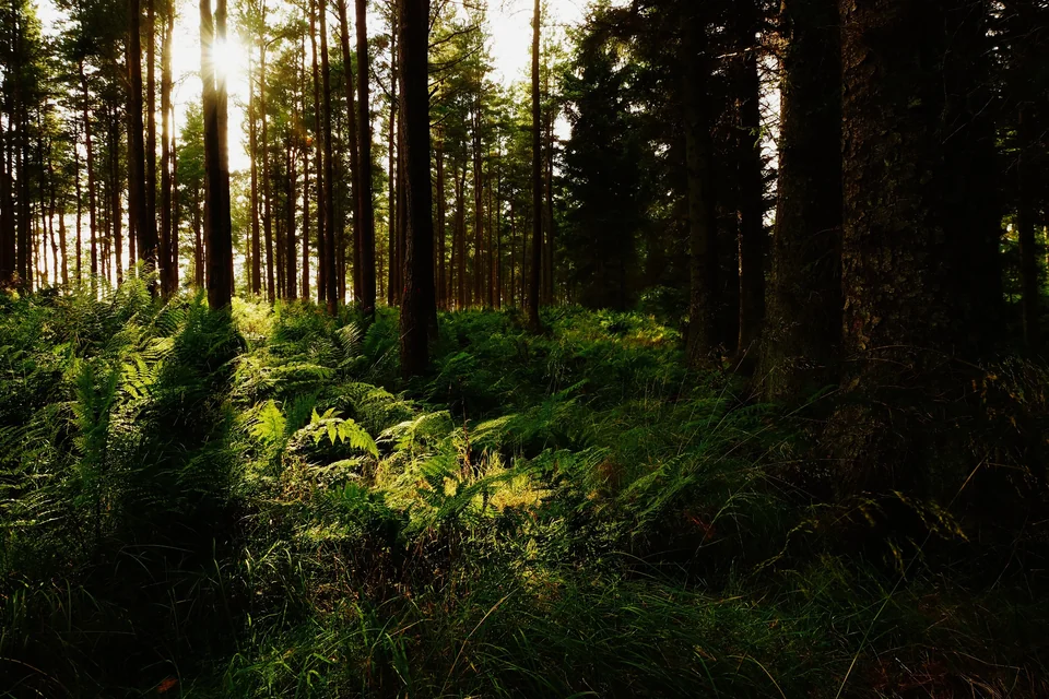 Sunlight falling through tall trees onto green ferns, with the Forest Light preset in Photonica